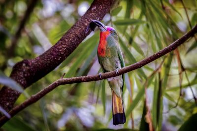 Rotbartspint / Red-bearded Bee-eater