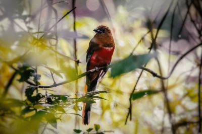 Rotkopftrogon (W) / Red-headed Trogon