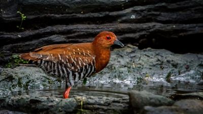 Malaienralle / Red-legged Crake