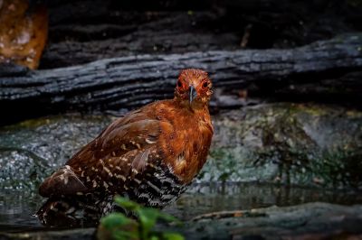 Malaienralle / Red-legged Crake