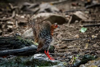 Malaienralle / Red-legged Crake