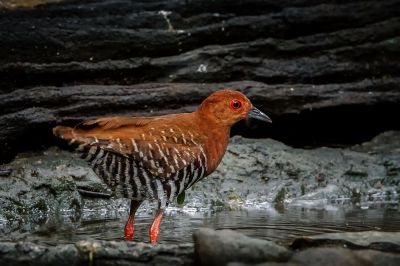 Malaienralle / Red-legged Crake