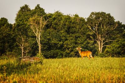 Indischer Muntjak (M) / Indian Muntjac - Red Muntjac - Barking Deer