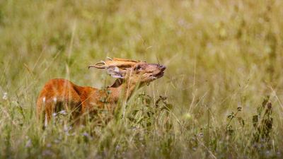 Indischer Muntjak (M) / Indian Muntjac - Red Muntjac - Barking Deer