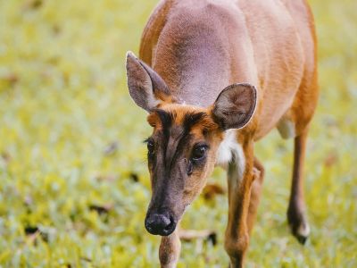 Indischer Muntjak (W) / Indian Muntjac - Red Muntjac - Barking Deer