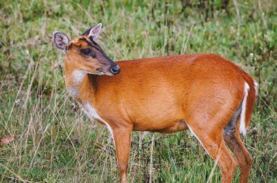 Indischer Muntjak (W) / Indian Muntjac - Red Muntjac - Barking Deer