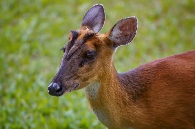 Indischer Muntjak (W) / Indian Muntjac - Red Muntjac - Barking Deer