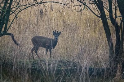 Reh - Rehbock (M) / Roe deer - Roebuck