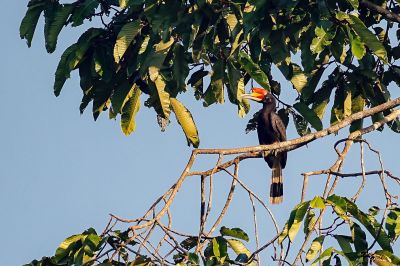 Rhinozerosvogel (J-M) / Rhinoceros Hornbill