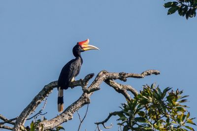 Rhinozerosvogel (M) / Rhinoceros Hornbill