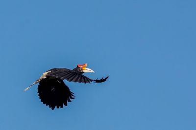 Rhinozerosvogel (W) / Rhinoceros Hornbill