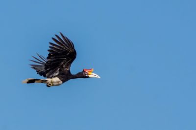 Rhinozerosvogel (W) / Rhinoceros Hornbill