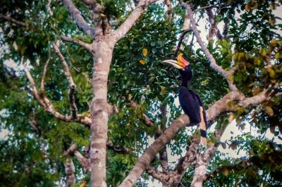 Rhinozerosvogel (M) / Rhinoceros Hornbill