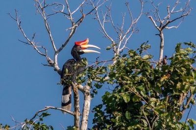 Rhinozerosvogel (W) / Rhinoceros Hornbill