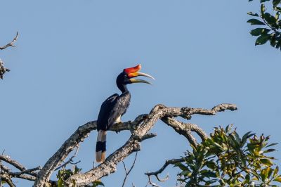 Rhinozerosvogel (M) / Rhinoceros Hornbill