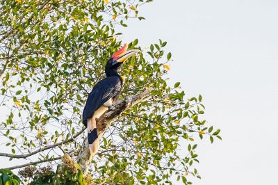 Rhinozerosvogel (M) / Rhinoceros Hornbill