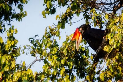 Rhinozerosvogel (W) / Rhinoceros Hornbill