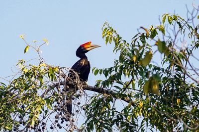 Rhinozerosvogel (W-J) / Rhinoceros Hornbill