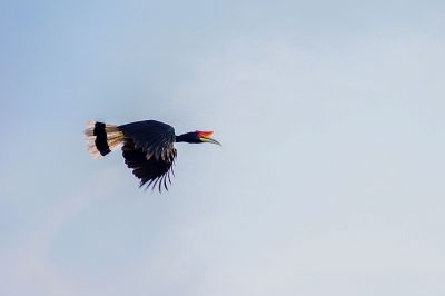 Rhinozerosvogel (M) / Rhinoceros Hornbill