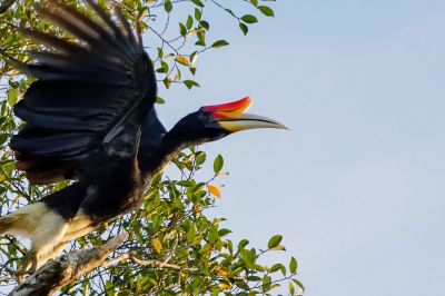 Rhinozerosvogel (M) / Rhinoceros Hornbill