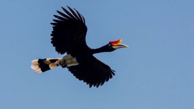 Rhinozerosvogel (W) / Rhinoceros Hornbill