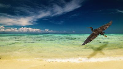 Riffreiher - Mantanani Island, Borneo