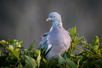 Ringeltaube / Common wood pigeon