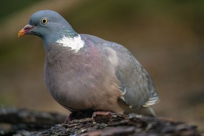 Ringeltaube / Common Wood Pigeon