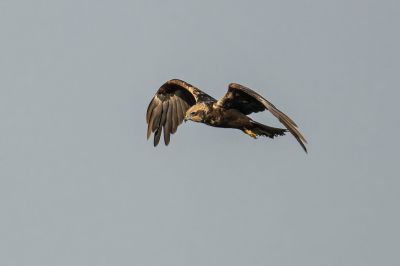 Rohrweihe (F) / Western Marsh-harrier