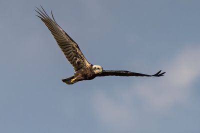 Rohrweihe (F) / Western Marsh-harrier