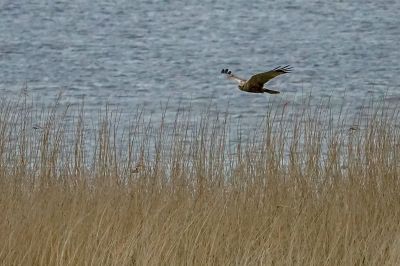 Rohrweihe (M) / Western Marsh-harrier