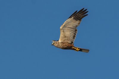 Rohrweihe (M) / Western Marsh-harrier