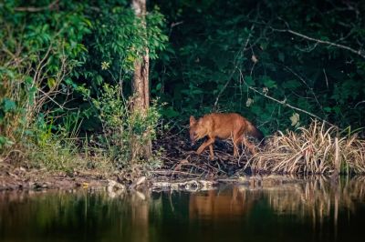 Rothund - Asiatischer Wildhund / Dhole - Asiatic wild dog - Indian wild dog - Whistling dog - Red wolf