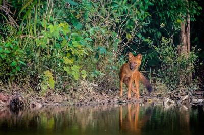 Rothund - Asiatischer Wildhund / Dhole - Asiatic wild dog - Indian wild dog - Whistling dog - Red wolf