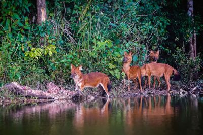 Rothund - Asiatischer Wildhund / Dhole - Asiatic wild dog - Indian wild dog - Whistling dog - Red wolf