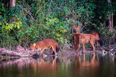 Rothund - Asiatischer Wildhund / Dhole - Asiatic wild dog - Indian wild dog - Whistling dog - Red wolf