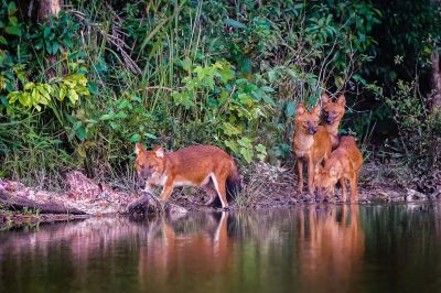 Rothund - Asiatischer Wildhund / Dhole - Asiatic wild dog - Indian wild dog - Whistling dog - Red wolf