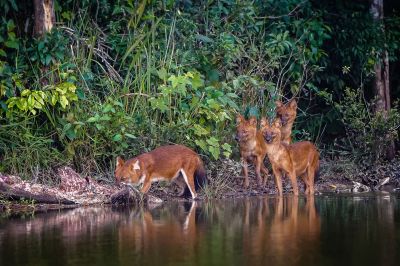 Rothund - Asiatischer Wildhund / Dhole - Asiatic wild dog - Indian wild dog - Whistling dog - Red wolf