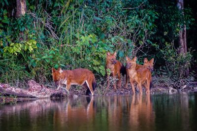 Rothund - Asiatischer Wildhund / Dhole - Asiatic wild dog - Indian wild dog - Whistling dog - Red wolf