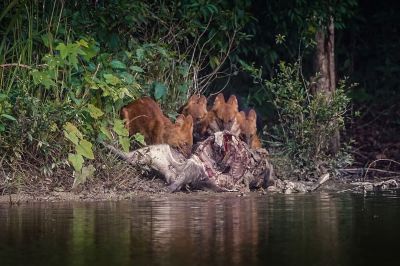 Rothund - Asiatischer Wildhund / Dhole - Asiatic wild dog - Indian wild dog - Whistling dog - Red wolf