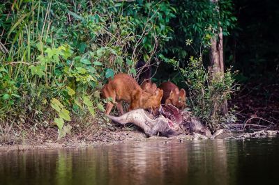 Rothund - Asiatischer Wildhund / Dhole - Asiatic wild dog - Indian wild dog - Whistling dog - Red wolf