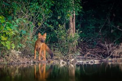 Rothund - Asiatischer Wildhund / Dhole - Asiatic wild dog - Indian wild dog - Whistling dog - Red wolf