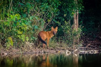 Rothund - Asiatischer Wildhund / Dhole - Asiatic wild dog - Indian wild dog - Whistling dog - Red wolf