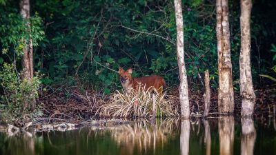 Rothund - Asiatischer Wildhund (Alpha-Männchen) / Dhole - Asiatic wild dog - Indian wild dog - Whistling dog - Red wolf