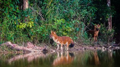 Rothund - Asiatischer Wildhund / Dhole - Asiatic wild dog - Indian wild dog - Whistling dog - Red wolf