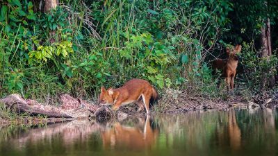 Rothund - Asiatischer Wildhund / Dhole - Asiatic wild dog - Indian wild dog - Whistling dog - Red wolf