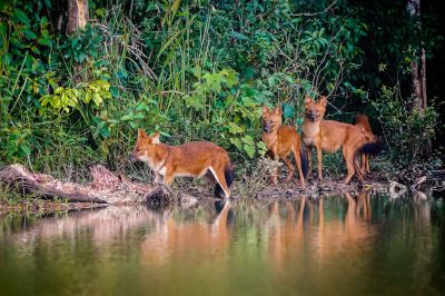 Rothund - Asiatischer Wildhund / Dhole - Asiatic wild dog - Indian wild dog - Whistling dog - Red wolf