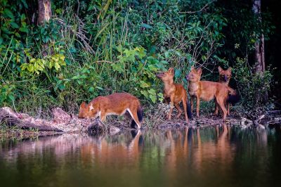 Rothund - Asiatischer Wildhund / Dhole - Asiatic wild dog - Indian wild dog - Whistling dog - Red wolf