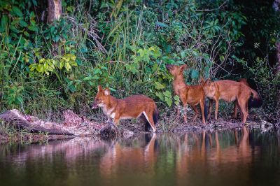 Wildhunde kurzer Video-clip