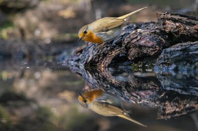 Rotkehlchen / European Robin - Robin Redbreast